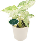 Arcadia Garden Products Live Odora Batik Alocasia Variegated Rare Indoor Houseplant in Plastic Pot, Tropical Plant Collector Gift for Home and Garden Decor, 4-inch, Beige