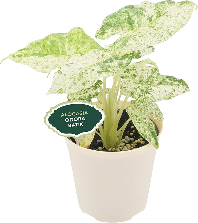 Arcadia Garden Products Live Odora Batik Alocasia Variegated Rare Indoor Houseplant in Plastic Pot, Tropical Plant Collector Gift for Home and Garden Decor, 4-inch, Beige