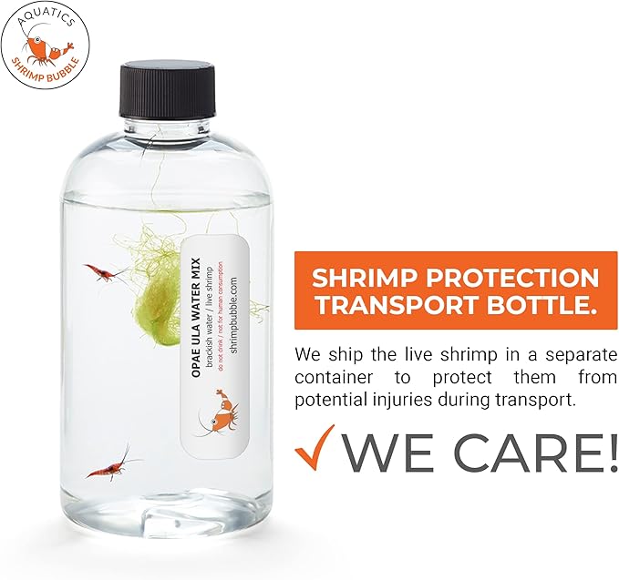 Shrimp Bubble Self-Sustaining Ecosystem