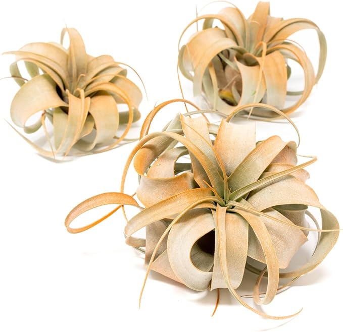 Tangerine Colorful Tillandsia Air Plants - Long Lasting Color Enhanced Live Tillandsia Succulent House Plants - Home and Garden Decor - Easy Care Indoor/Outdoor Plants (Mini Xerographica, Single)