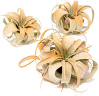 Tangerine Colorful Tillandsia Air Plants - Long Lasting Color Enhanced Live Tillandsia Succulent House Plants - Home and Garden Decor - Easy Care Indoor/Outdoor Plants (Mini Xerographica, Single)