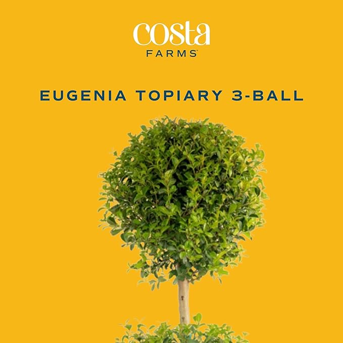 Costa Farms 3-Ball Eugenia Topiary Live Indoor Plant, Potted in Nursery Plant Pot, Indoor Outdoor Home and Patio Decor, 42-Inches Tall