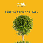 Costa Farms 3-Ball Eugenia Topiary Live Indoor Plant, Potted in Nursery Plant Pot, Indoor Outdoor Home and Patio Decor, 42-Inches Tall