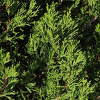 Brighter Blooms - Southern Living® Spartan Juniper, 2-3 ft. - No Shipping to AK, AZ, CA, HI