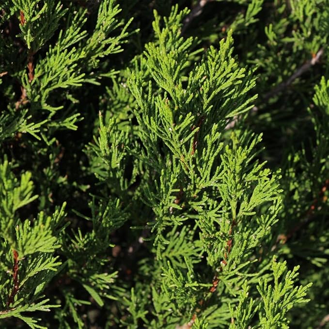 Brighter Blooms - Southern Living® Spartan Juniper, 2-3 ft. - No Shipping to AK, AZ, CA, HI