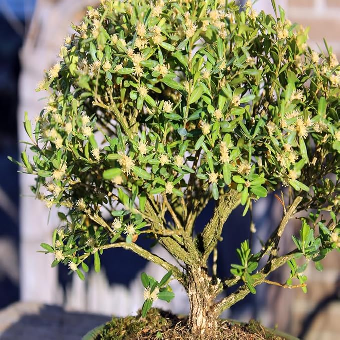 Brussel's Bonsai Live Harland Boxwood Bonsai Tree - Medium, 5 Years, 8 to 12 Inches Tall - Outdoor Bonsai Tree with Ceramic Bonsai Pot