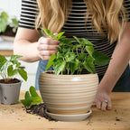 6 Inch Plant Pot Ceramic - Decorative Planter for Indoor Plants Succulent Pot with Drainage Hole and Saucer Round Planter Outdoor Flower Pot for House Patio Yellow
