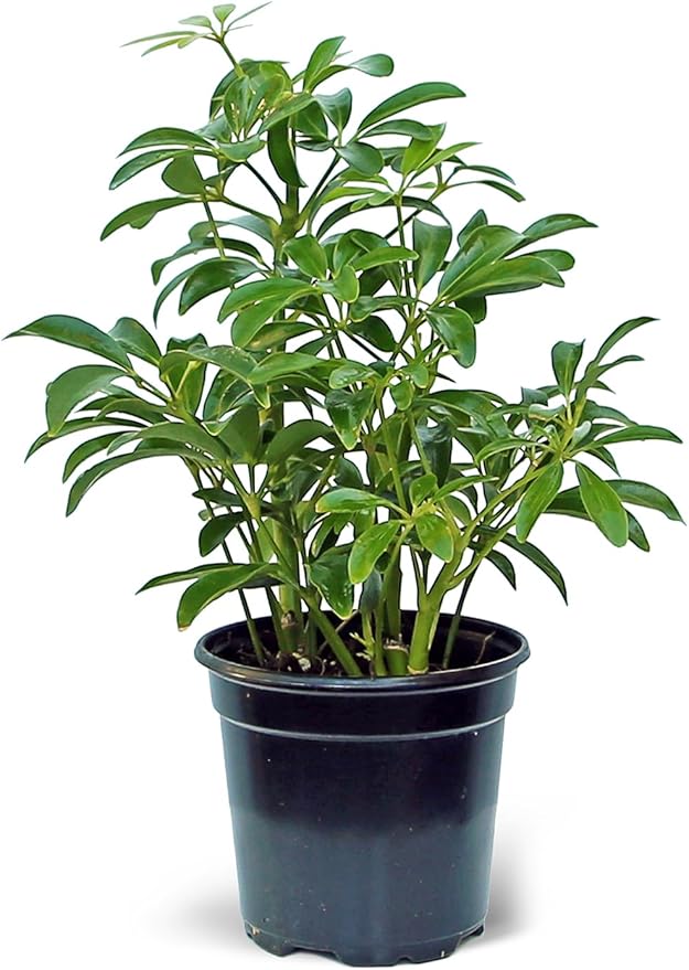 Live Hawaiian Schefflera Arboricola, Hawaiian Dwarf Umbrella Tree, Fully Rooted Indoor Plant, Easy Care Live Houseplant, Birthday Gift, Housewarming Gift in 4" Pot
