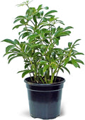Live Hawaiian Schefflera Arboricola, Hawaiian Dwarf Umbrella Tree, Fully Rooted Indoor Plant, Easy Care Live Houseplant, Birthday Gift, Housewarming Gift in 4" Pot