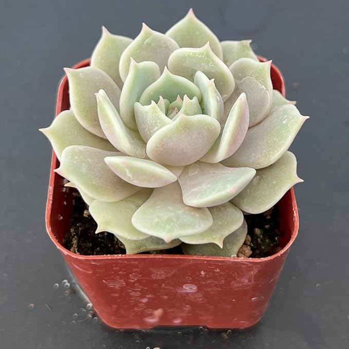 Sprout N Green Echeveria Lola, Live Succulent Fully Rooted in 2" Pot with Soil, House Plant for Indoor Outdoor Home Office Wedding Decoration DIY Projects Party Favor, Easy to Care, Pet-Friendly