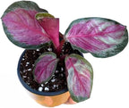 PLANTVERS Live Calathea Plant in 2" Grow Pot – Easy Care & Low Maintenance Tropical Houseplant – Air Purifying Indoor Plant for Low Light & Home Décor (Calathea Roseopicta ‘Rosy’)