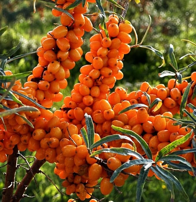 50PCS Sea Buckthorn Seeds Hippophae Rhamnoides Perennial Shrub Seeds Edible Fruit Tree Seeds Easy Grow Outdoor Indoor