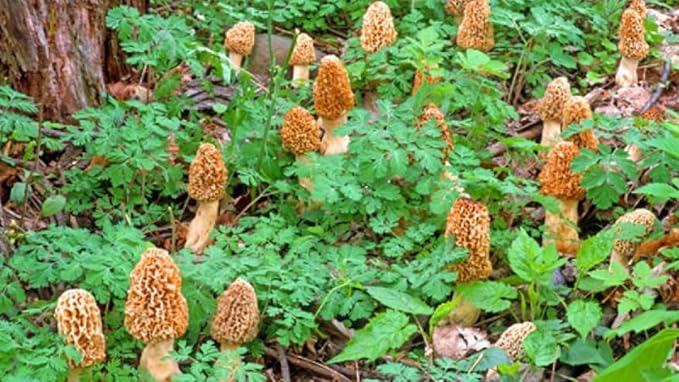 Large Kit Morel Mushroom Spores in Sawdust Seed Spore kit 25 Gallon kit