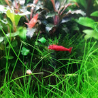 Dwarf Hairgrass Eleocharis Sp 1 Mini Tissue Culture Cup Freshwater Live Aquarium Plants Decoration BUY2GET1FREE