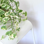 Pothos N’Joy Live Indoor Plant, 4 inch Pot, Variegated White and Green Leaves - Easy to Care for - Perfect for Indoor and Outdoor Home Decor, Office, and Gift- Pot Included