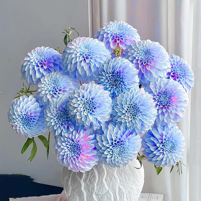 Dahlia Flower Seeds for Planting, 500+ Mixed Dahlia Seeds, Perennial Flower Plants, Non-GMO Heirloom Rare Zinna Seed for Outdoor Garden Home