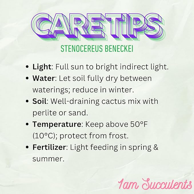 Stenocereus Beneckei Cactus – Rare Live Succulent Plant – 8"-10” Tall – Unique Columnar Cactus for Indoor & Outdoor Decor – Drought-Tolerant, Easy Care Live Plant