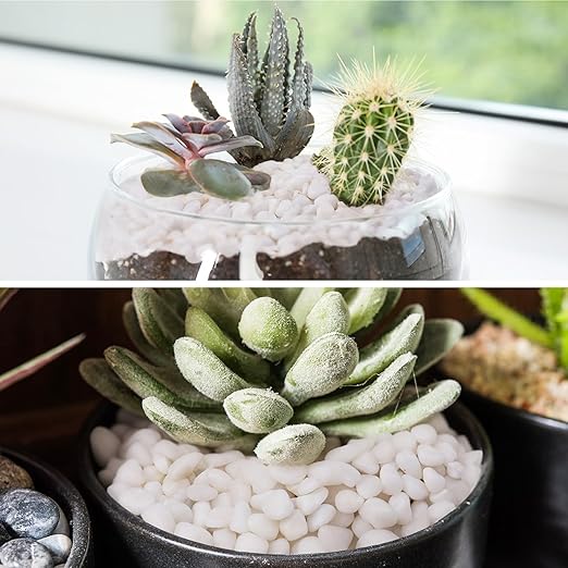Pulovin 5 lbs White Pebbles for Vases, 3/8" Small Plant Rocks for Pots Indoor, Decorative Pea Gravel for Succulents, Bamboo, Terrarium, Landscape, Garden