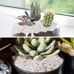 Pulovin 10 lbs White Garden Pebbles for Plants, 3/8" Small Plant Rocks for Pots Indoor, Decorative Pea Gravel for Succulents, Bamboo, Terrarium, Landscaping, Garden