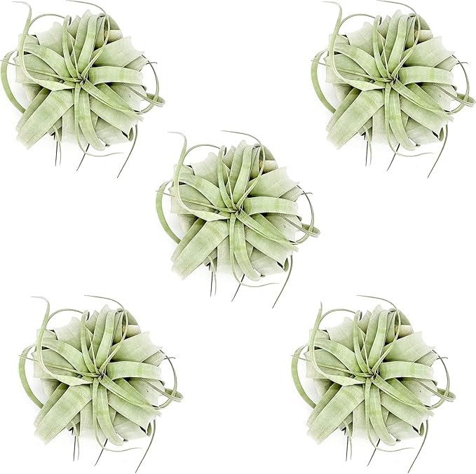 ragnaroc Air Plants - Tillandsia Xerographica, Large 5-7” - 5ct - Live Arrival Gauranteed - House Plants for Home Decor & Gift