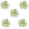 ragnaroc Air Plants - Tillandsia Xerographica, Large 5-7” - 5ct - Live Arrival Gauranteed - House Plants for Home Decor & Gift