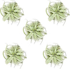 ragnaroc Air Plants - Tillandsia Xerographica, Large 5-7” - 5ct - Live Arrival Gauranteed - House Plants for Home Decor & Gift