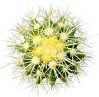 Live Cactus Plants, Fully Rooted 2-inch Cactus Succulent Plants, Rare Varieties for Gift or Home Decoration (Golden Barrel Cactus)