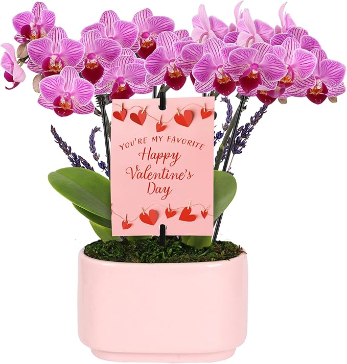 Green Circle Growers 4" Mini Pink Orchid with Lavender – Valentine’s Day Edition in Pink Ceramic Planter, Live Indoor Orchid Gift