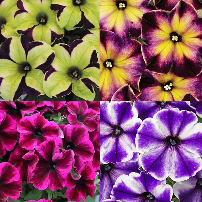 Rare Petunia Seeds for Planting - 300+ Beautiful Perennial Petunia Seeds Heirloom Flowers- High Germination Rate Open Pollinated