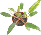 Philodendron Super Dwarf Red - 4'' from California Tropicals