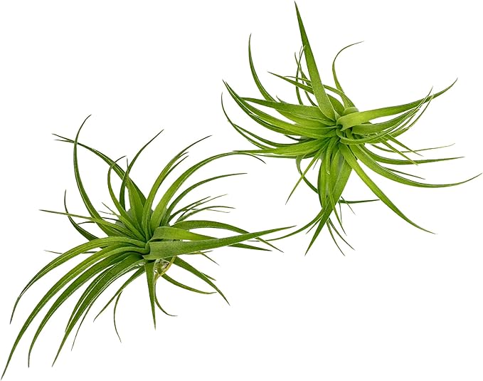 Live Air Plants - Tillandsia Geminiflora 3-6" - 2ct – ragnaroc Live Indoor Plant - Live Arrival Guaranteed - House Plants for Home Decor & Gift