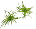 Live Air Plants - Tillandsia Geminiflora 3-6" - 2ct – ragnaroc Live Indoor Plant - Live Arrival Guaranteed - House Plants for Home Decor & Gift