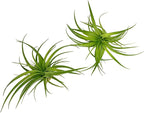 Live Air Plants - Tillandsia Geminiflora 3-6" - 2ct – ragnaroc Live Indoor Plant - Live Arrival Guaranteed - House Plants for Home Decor & Gift