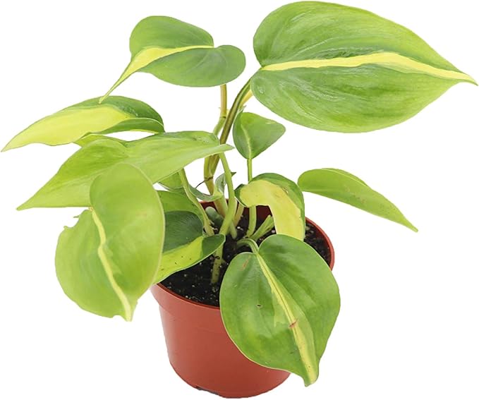 Philodendron Brazilian - 4'' from California Tropicals