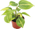 Philodendron Brazilian - 4'' from California Tropicals