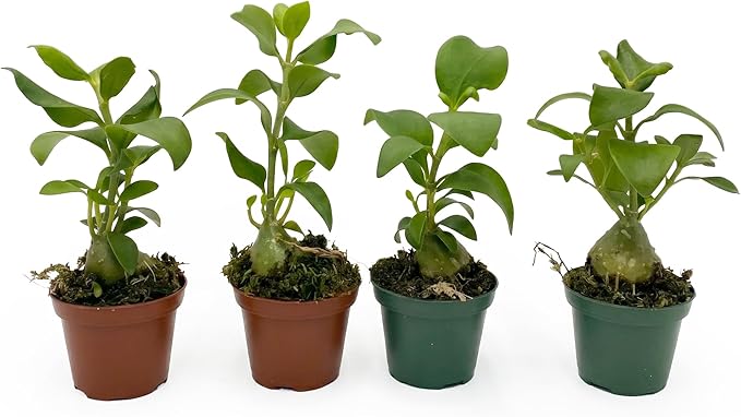 Live Hydnophytum papuanum Plant - 'Ant Plant' - ragnaroc Tropical Plant 6-12" Tall - 2ct - Live Arrival Guaranteed - House Plants for Home Décor & Gift