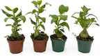 Live Hydnophytum papuanum Plant - 'Ant Plant' - ragnaroc Tropical Plant 6-12" Tall - 4ct - Live Arrival Guaranteed - House Plants for Home Décor & Gift
