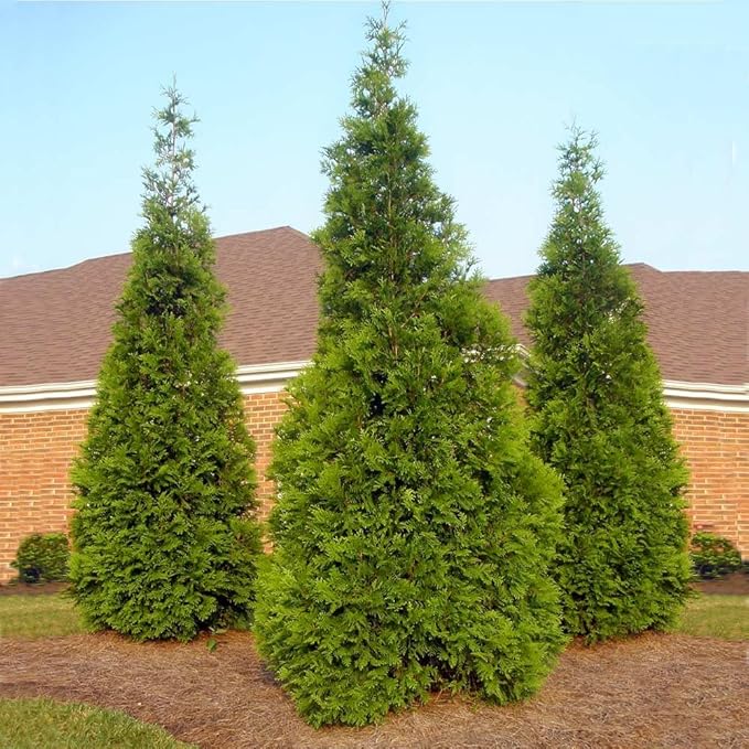 Brighter Blooms - Thuja Green Giant Arborvitae, 5-6 ft. - No Shipping to AK, AZ, HI, OR