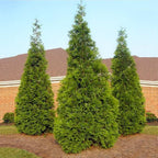 Brighter Blooms - Thuja Green Giant Arborvitae, 1-2 ft. - No Shipping to AK, AZ, HI, OR