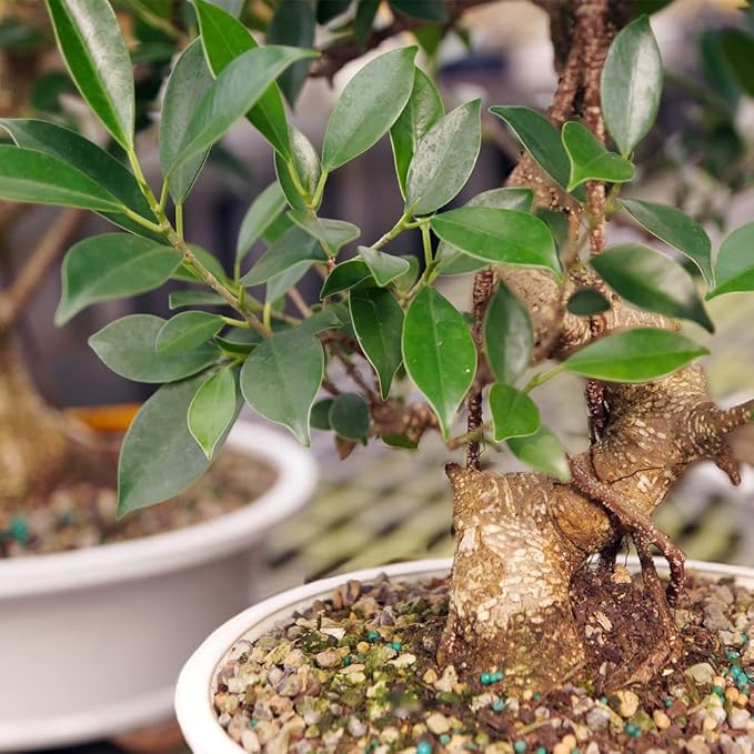 Brussel's Bonsai - Live Golden Gate Ficus Bonsai Tree in Ceramic Bonsai Pot, Indoor Bonsai Plant, 10 Years Old, 16-20 Inches Tall, Easy Care Houseplant for Home or Office (Large, Green)