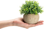 Velener 2Pcs Mini Artificial Boxwood Topiary Faux Plants Indoor- Small Fake Plants Decor Magnolia Home Office Desk Cubicle Farmhouse Kitchen Bookshelf Bedroom Bathroom Decor, Aloe Vera Zen Garden