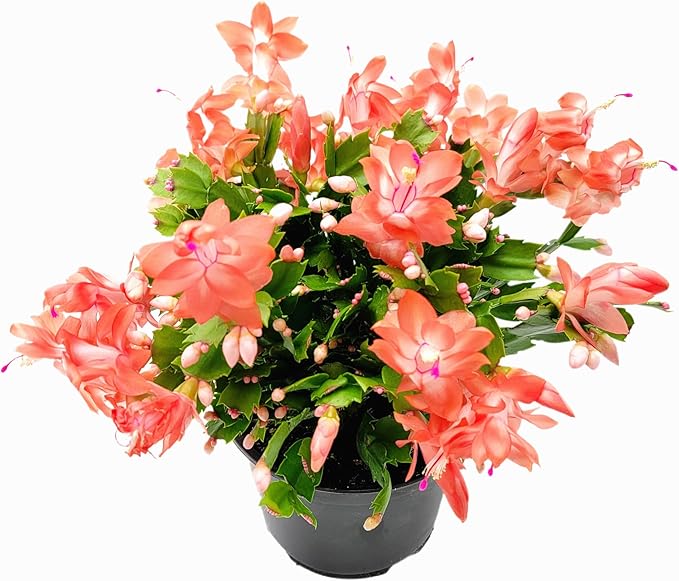 Thanksgiving Cactus, Coral Seasonal Blooms, Live Indoor Plant, Flowering Houseplant, Christmas Cactus, 6-Inch Pot, Holiday Decor, Pet Safe, Free Heat Pack