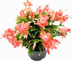 Thanksgiving Cactus, Coral Seasonal Blooms, Live Indoor Plant, Flowering Houseplant, Christmas Cactus, 6-Inch Pot, Holiday Decor, Pet Safe, Free Heat Pack
