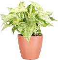 Thorsen's Greenhouse Marble Queen Pothos, Live Indoor Plant, Easy to Grow, Rare Variegated Houseplant, Natural Air Purifier, 4-inch Diameter Pot (Terra Cotta)