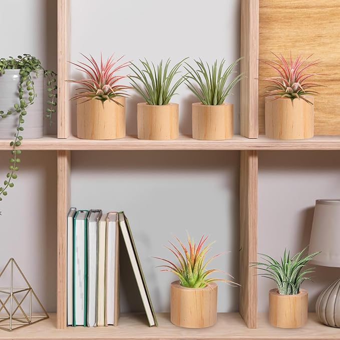 Bigmeta 6 Pcs Wood Air Plant Holder - 1.2" & 1.4" Rustic Style Airplant Display Stands for Women Gifts