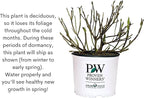 Proven Winners 2 Gal. Double Play Doozie Spirea Shrub