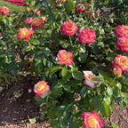 Rose Live Plant, Roses Flower Plant, Fragrant Flower for Planting, 4-6 Inches Tall, Bush Shrub Plants, Well Rooted, Ready to Grow (Pink Yellow Rose)