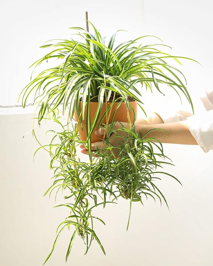 Curly Spider Plant 'Bonnie' (4'' + Grower Pot) - Healthy Houseplant - Easy Care Indoor Houseplant, Fully Rooted in 2/4/4.5/5/6 inch Sizes