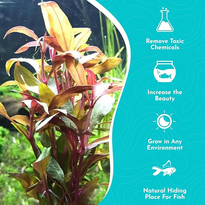 Amazon Sword Echinodorus Red Rose - Vibrant Red Aquarium Plant - High Light & CO2 Requirements - Beautiful Freshwater Aquarium Decoration - Easy to Maintain and Grow - 2" Pot