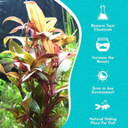 Amazon Sword Echinodorus Red Rose - Vibrant Red Aquarium Plant - High Light & CO2 Requirements - Beautiful Freshwater Aquarium Decoration - Easy to Maintain and Grow - 2" Pot